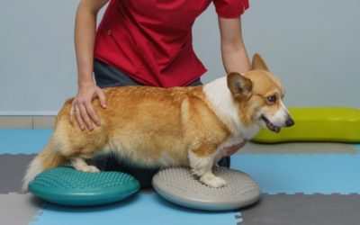 Șansa la o viață normală. Cum ajută chirurgia ortopedică animalele accidentate