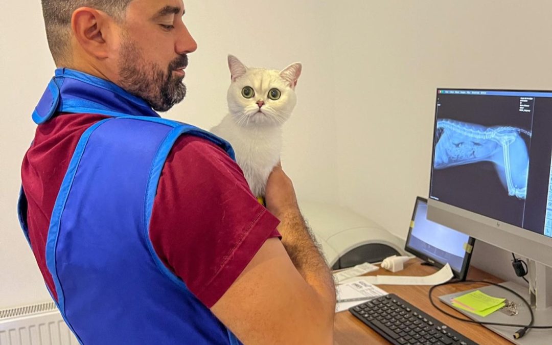 Radiografie veterinară: ce este, când se recomandă și de ce este esențială pentru un diagnostic corect