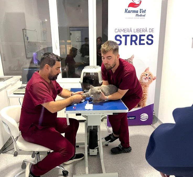 Rolul analizelor de sânge și urină în depistarea precoce a bolilor renale la câini și pisici