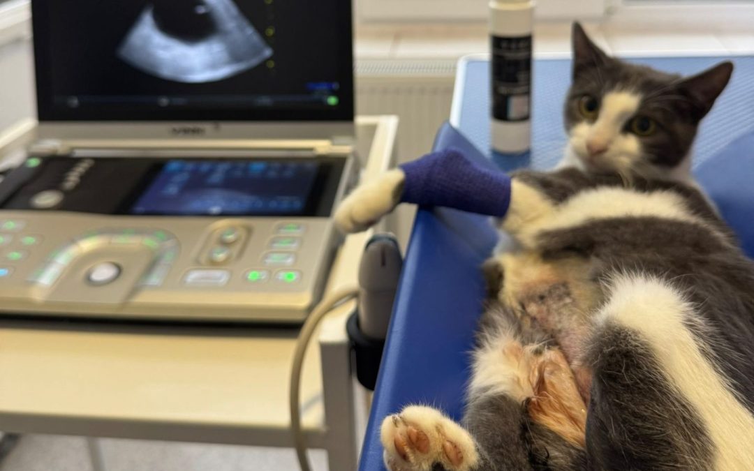 Ecografia ca metodă de prevenție la animalele de companie