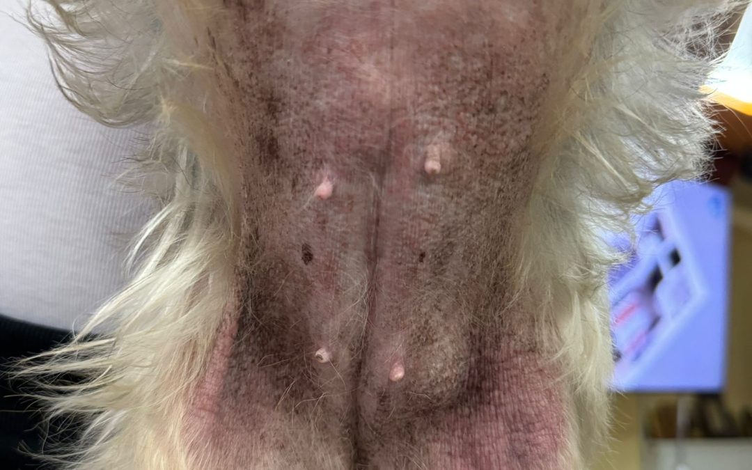 Dermatita atopică la câini: soluții moderne de diagnostic și tratament