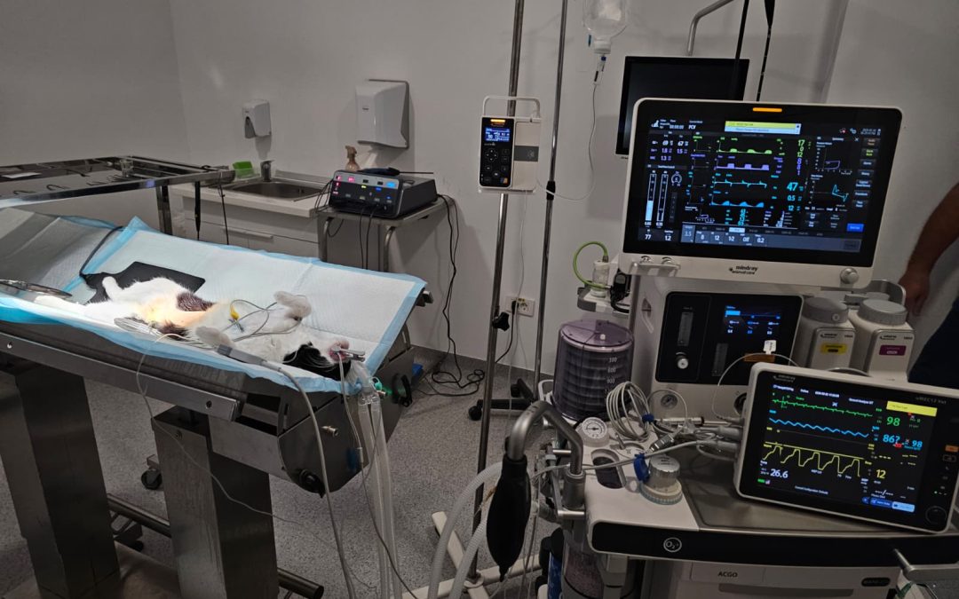 Anestezia inhalatorie la animale: ce este, cum funcționează