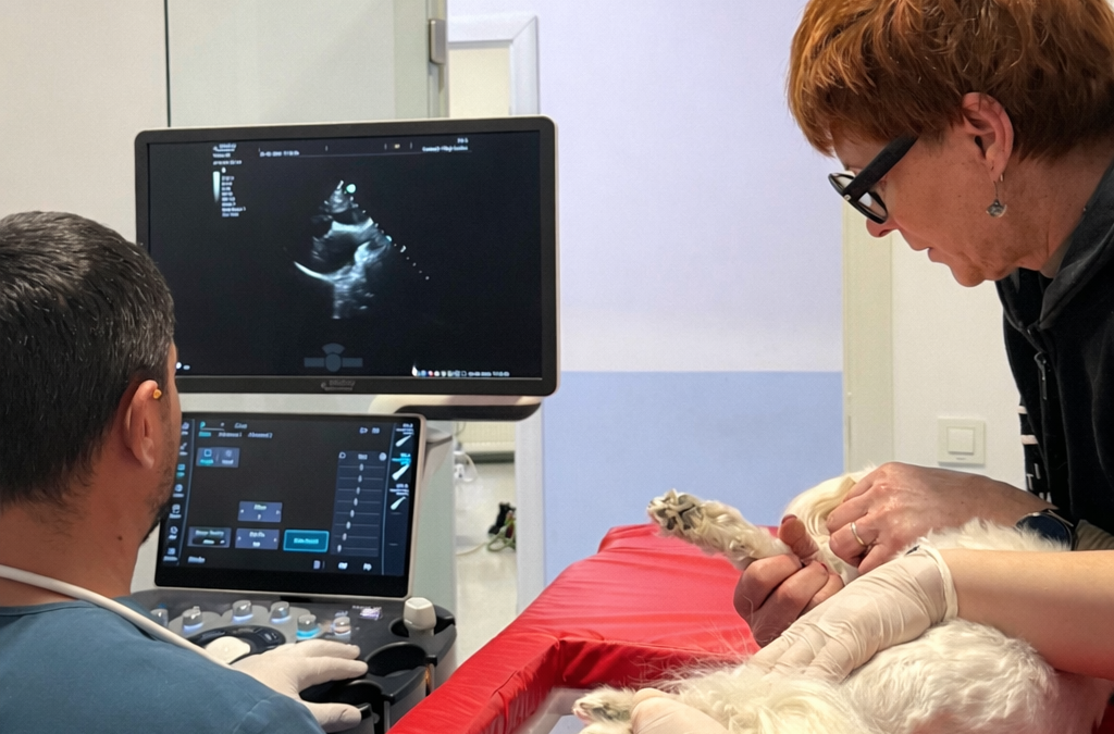 De ce este importantă monitorizarea EKG pentru animalele cu probleme cardiace?