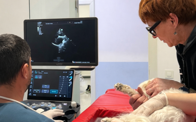 De ce este importantă monitorizarea EKG pentru animalele cu probleme cardiace?