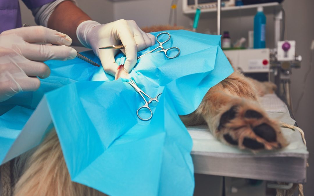 Ce este oncologia veterinară? Ghid complet pentru proprietarii de animale