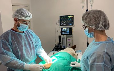 Top 7 mituri despre fracturi și luxații la animale