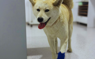 Cât de periculos este să amâni o problemă ortopedică la animale