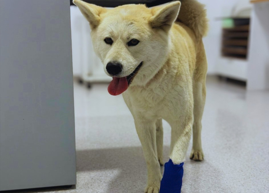 Cât de periculos este să amâni o problemă ortopedică la animale