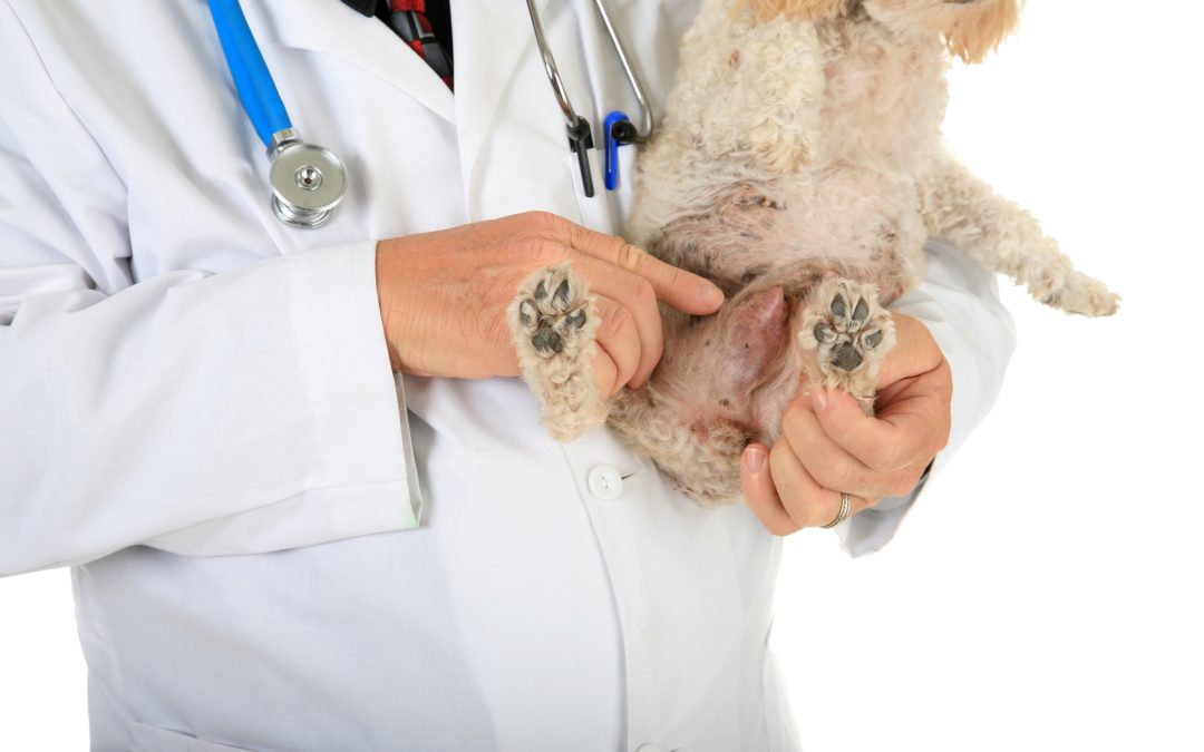 A doua opinie în oncologia veterinară: beneficii, când este necesară și cum ajută