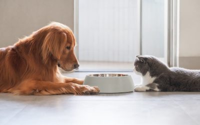 Alergie alimentară vs alergie la factori de mediu la câini și pisici: cum le diferențiezi corect?