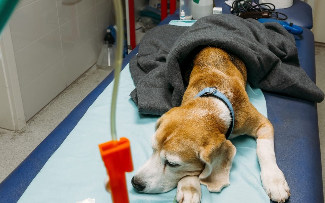 Recuperarea după o intervenție chirurgicală de urgență: sfaturi și recomandări pentru proprietarii de animale