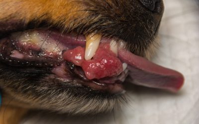 Tumorile orale la animale: semne timpurii pe care le poți observa acasă
