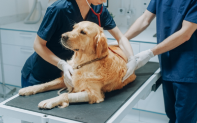 Animalul tău ascunde durerea: semne subtile care pot indica o urgență veterinară