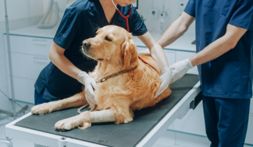 Câine apatic evaluat într-un serviciu de urgență veterinară