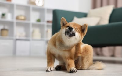 De ce se scarpină constant câinele sau pisica ta? Cauze frecvente și când să mergi la veterinar
