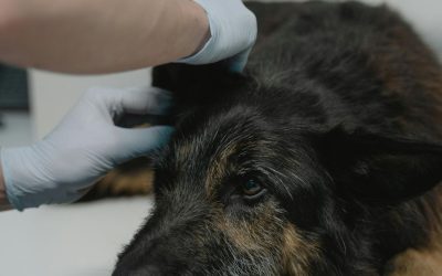 Osteoartrita la câinii bătrâni: cum o recunoști și ce poți face