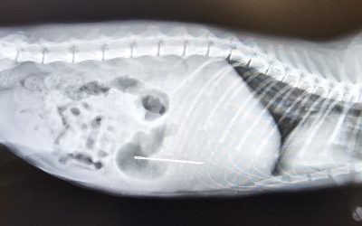 Animalul a înghițit un obiect? Cum ajută imagistica veterinară la diagnostic și tratament