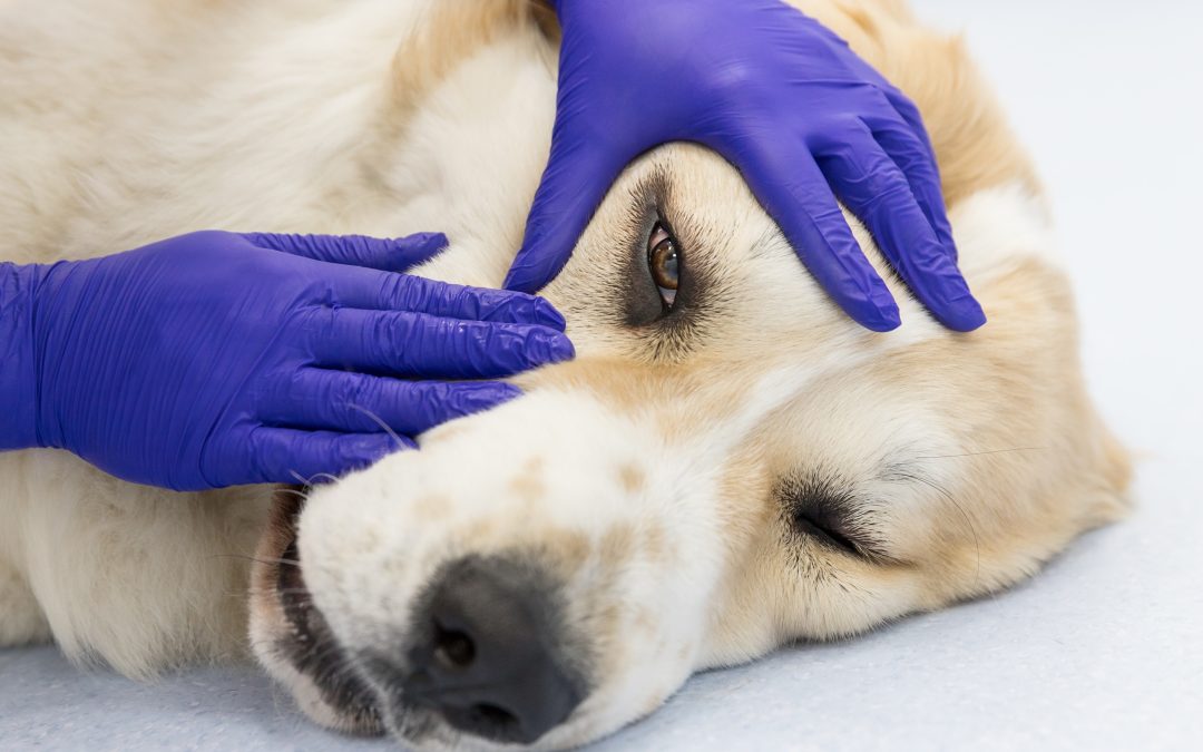 Câine cu ochi iritat examinat în cadrul unui consult oftalmologic veterinar