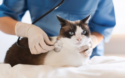 Controlul cardiologic anual al pisicii: de ce este important chiar dacă pare sănătoasă?